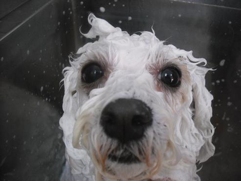 ファイル 2047-2.jpg