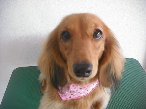 ファイル 2049-1.jpg