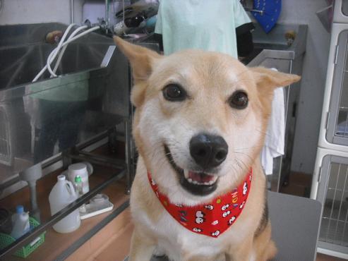 ファイル 2051-1.jpg