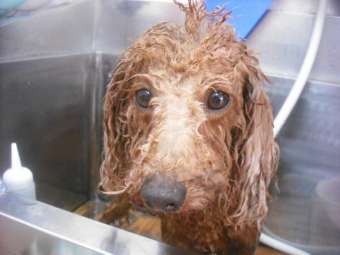 ファイル 2053-2.jpg