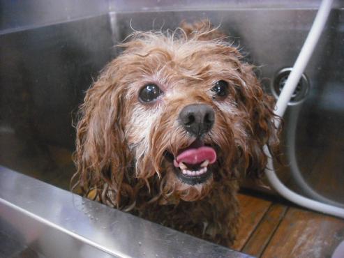 ファイル 2054-2.jpg