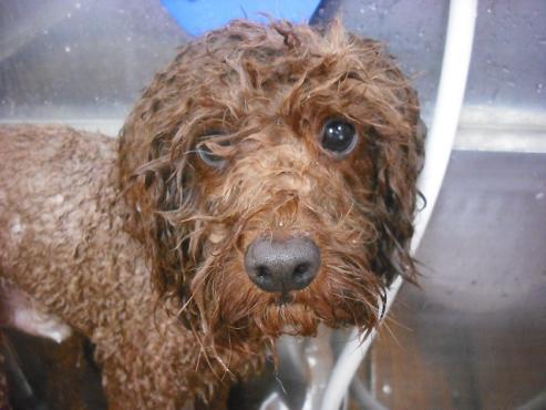 ファイル 2055-2.jpg