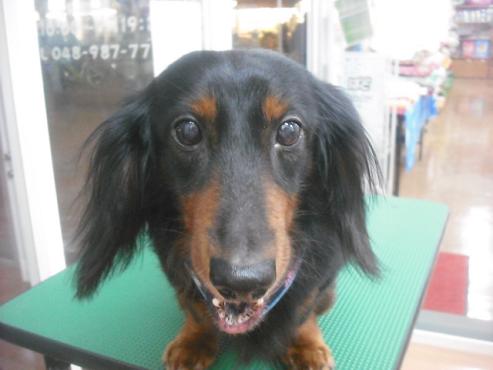 ファイル 2056-1.jpg