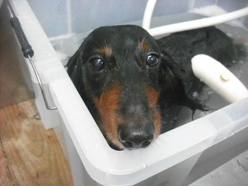 ファイル 2056-2.jpg