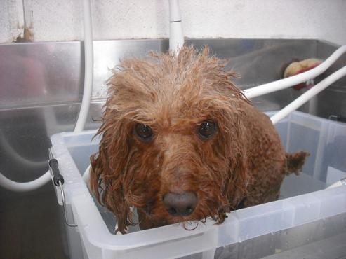 ファイル 2058-2.jpg