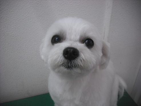 ファイル 2062-1.jpg