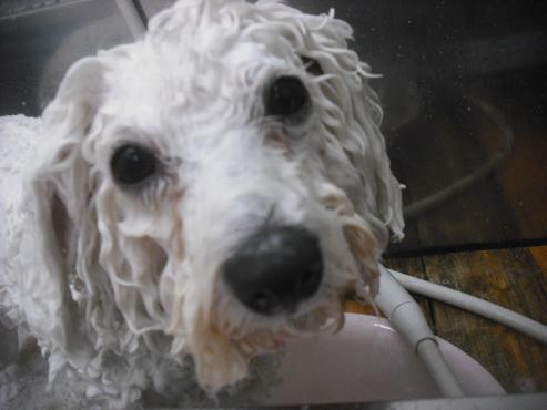 ファイル 2063-2.jpg