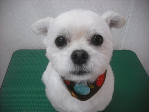 ファイル 2065-1.jpg