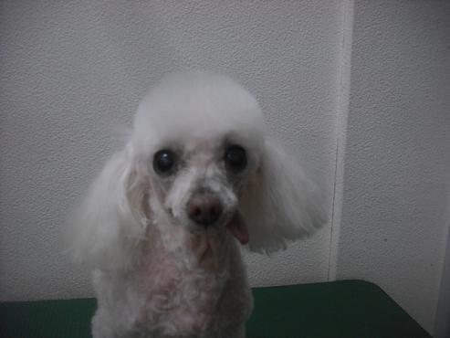 ファイル 2066-1.jpg