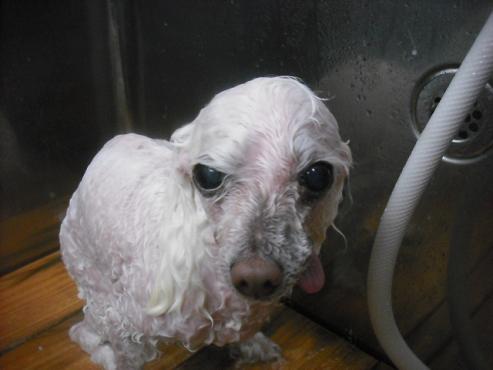 ファイル 2066-2.jpg