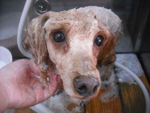 ファイル 2067-2.jpg