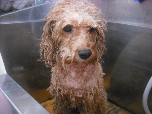 ファイル 2068-2.jpg