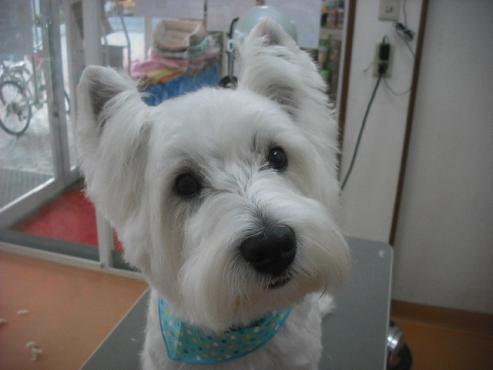 ファイル 2069-1.jpg