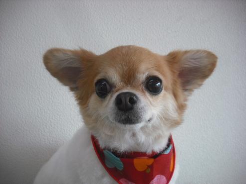 ファイル 2071-1.jpg