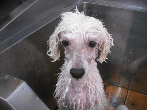 ファイル 2072-2.jpg