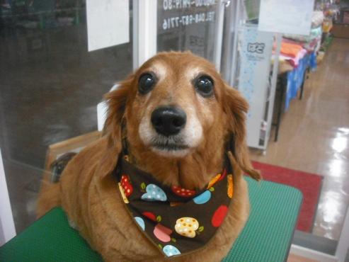 ファイル 2086-1.jpg