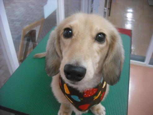 ファイル 2087-1.jpg