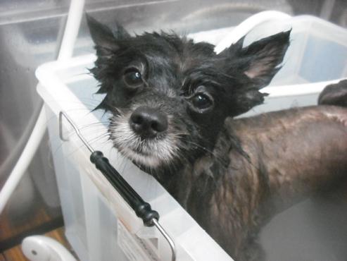 ファイル 2088-2.jpg