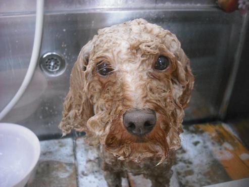 ファイル 2089-2.jpg