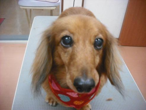 ファイル 2091-1.jpg