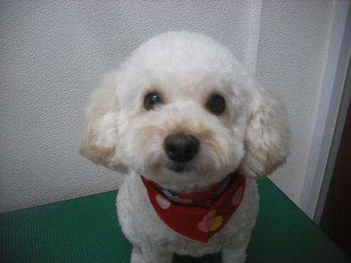 ファイル 2092-1.jpg