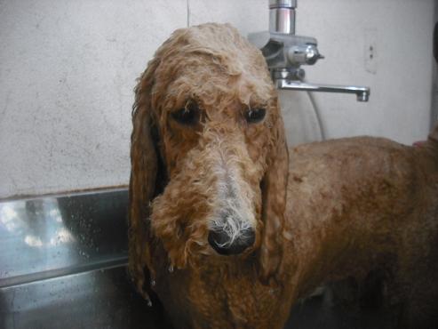 ファイル 2093-2.jpg