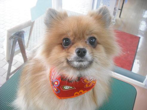 ファイル 2094-1.jpg