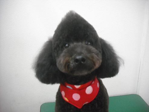 ファイル 2096-1.jpg