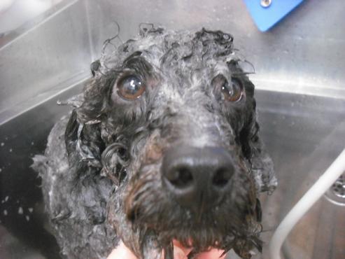 ファイル 2096-2.jpg