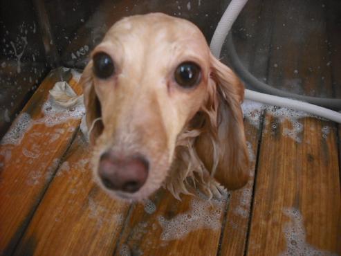 ファイル 2098-2.jpg