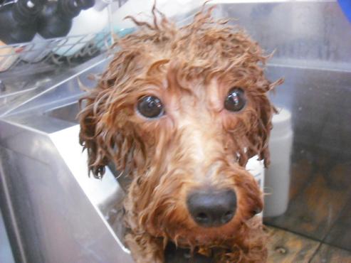 ファイル 2099-2.jpg