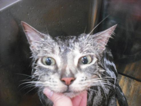 ファイル 2100-1.jpg