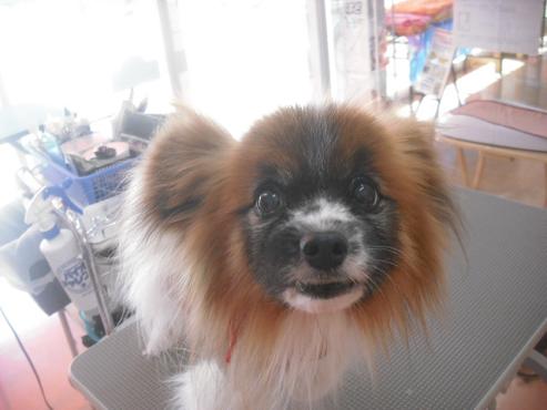 ファイル 2101-1.jpg