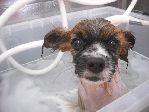 ファイル 2101-2.jpg