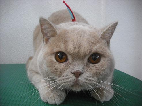 ファイル 2106-1.jpg