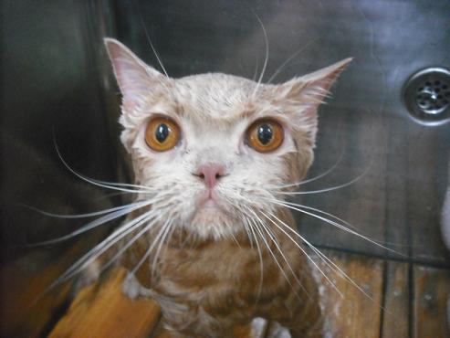 ファイル 2106-2.jpg