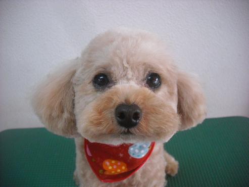 ファイル 2107-1.jpg