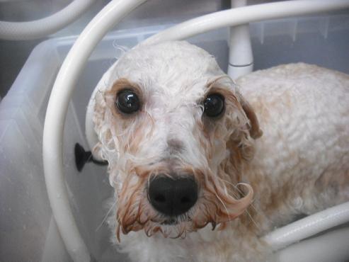 ファイル 2108-2.jpg