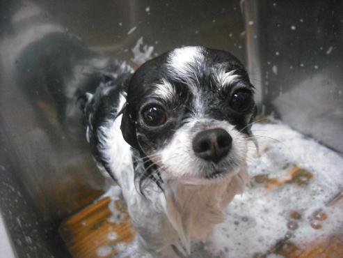 ファイル 2109-2.jpg