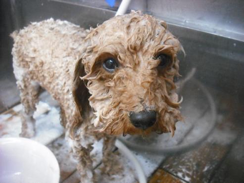 ファイル 2110-2.jpg