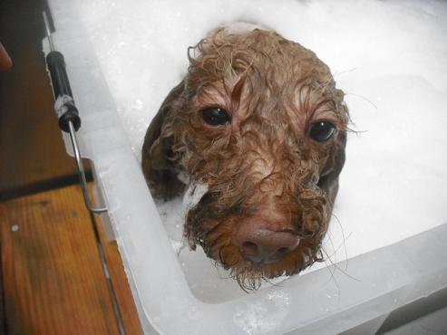 ファイル 2111-2.jpg