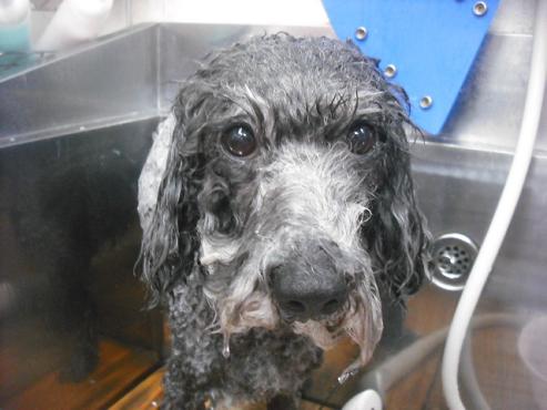 ファイル 2113-2.jpg