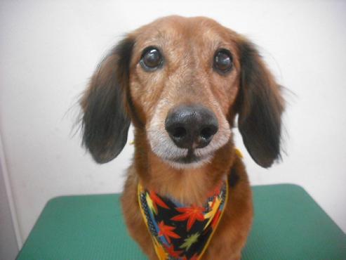 ファイル 2115-1.jpg