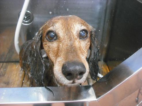 ファイル 2115-2.jpg