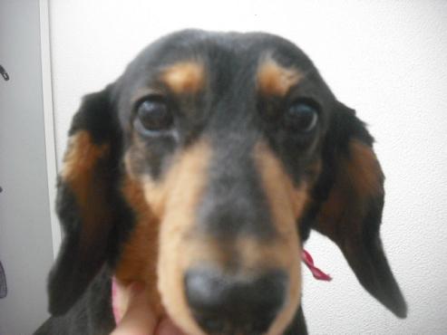 ファイル 2116-1.jpg