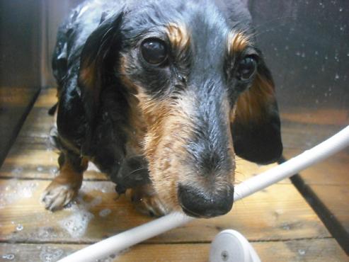 ファイル 2116-2.jpg