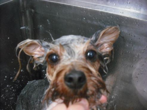 ファイル 2117-2.jpg