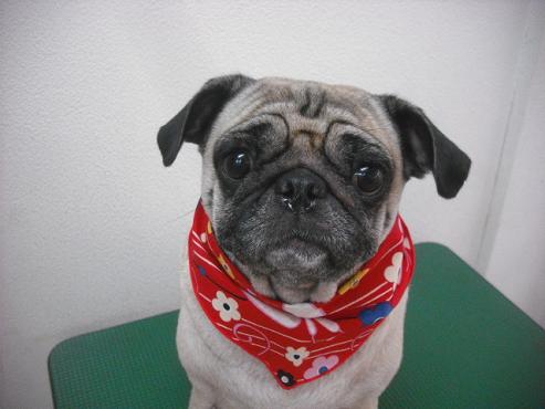 ファイル 2119-1.jpg