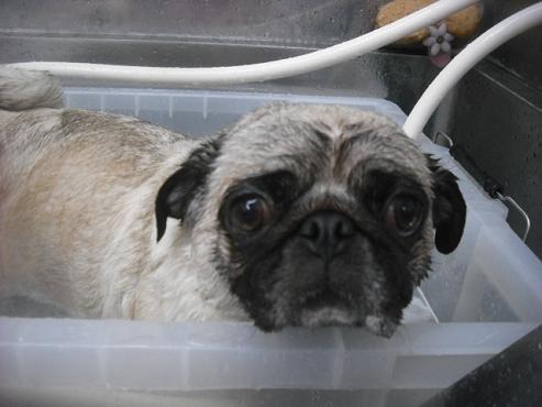 ファイル 2120-2.jpg