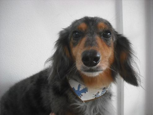 ファイル 2125-1.jpg